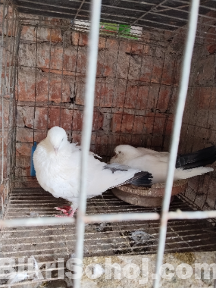 কবুতর
